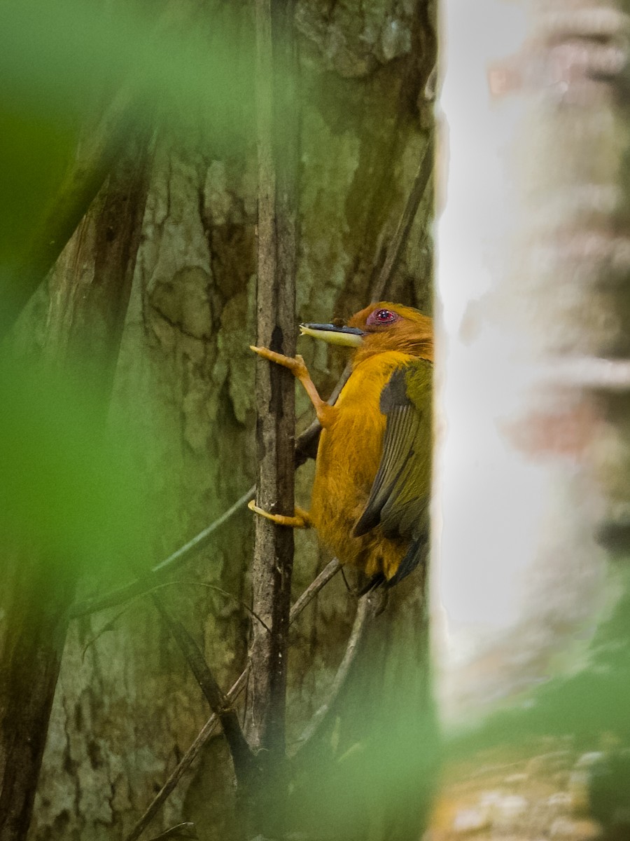 Rufous Piculet - ML620697998