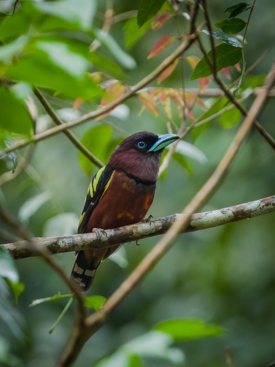 Banded Broadbill - ML620698000