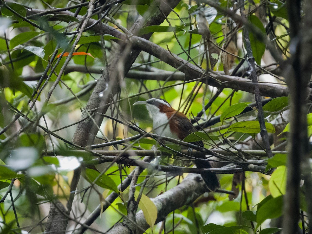 Sunda Scimitar-Babbler - ML620698003