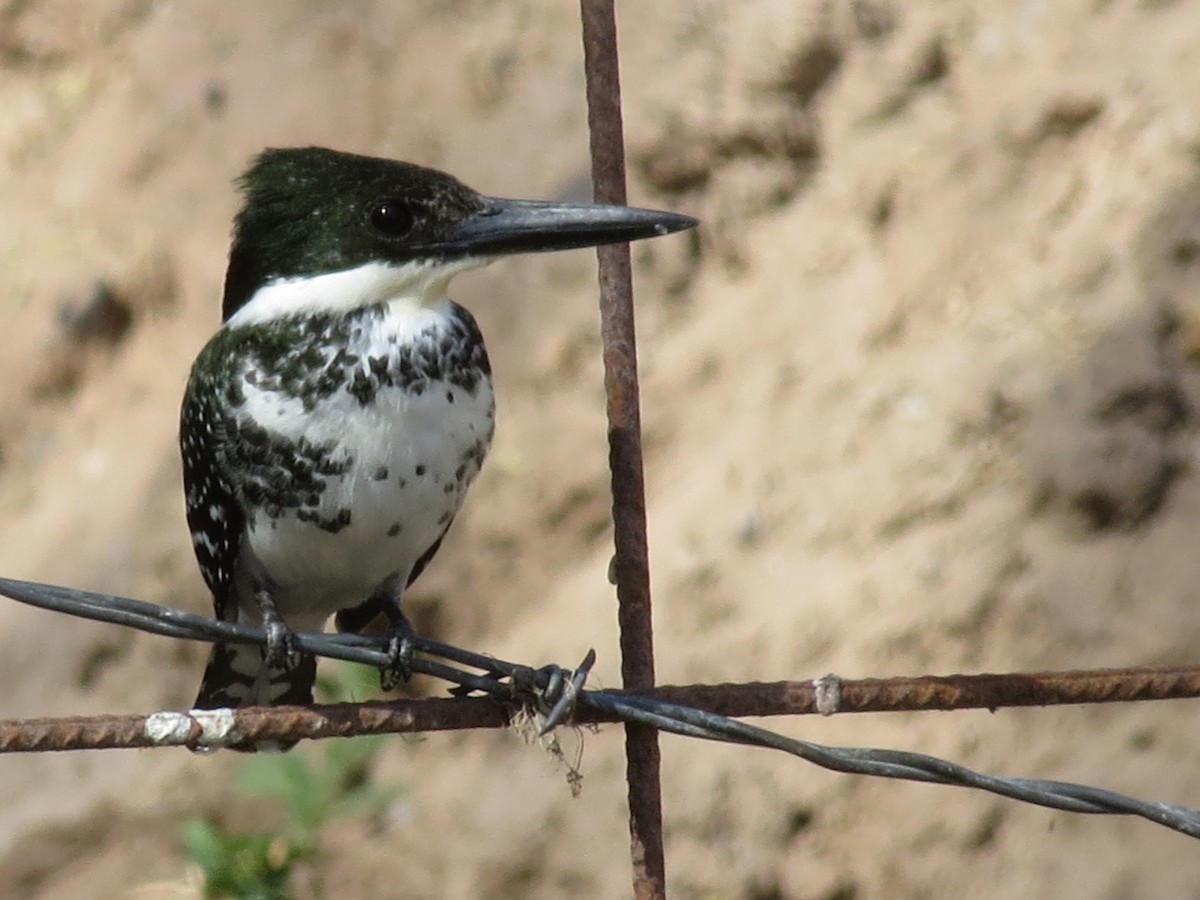 Green Kingfisher - ML62069801