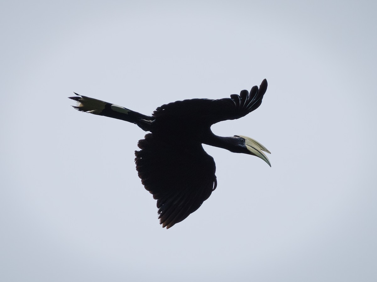 Black Hornbill - ML620698014