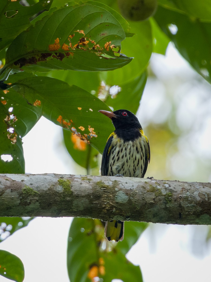 Dark-throated Oriole - ML620698017