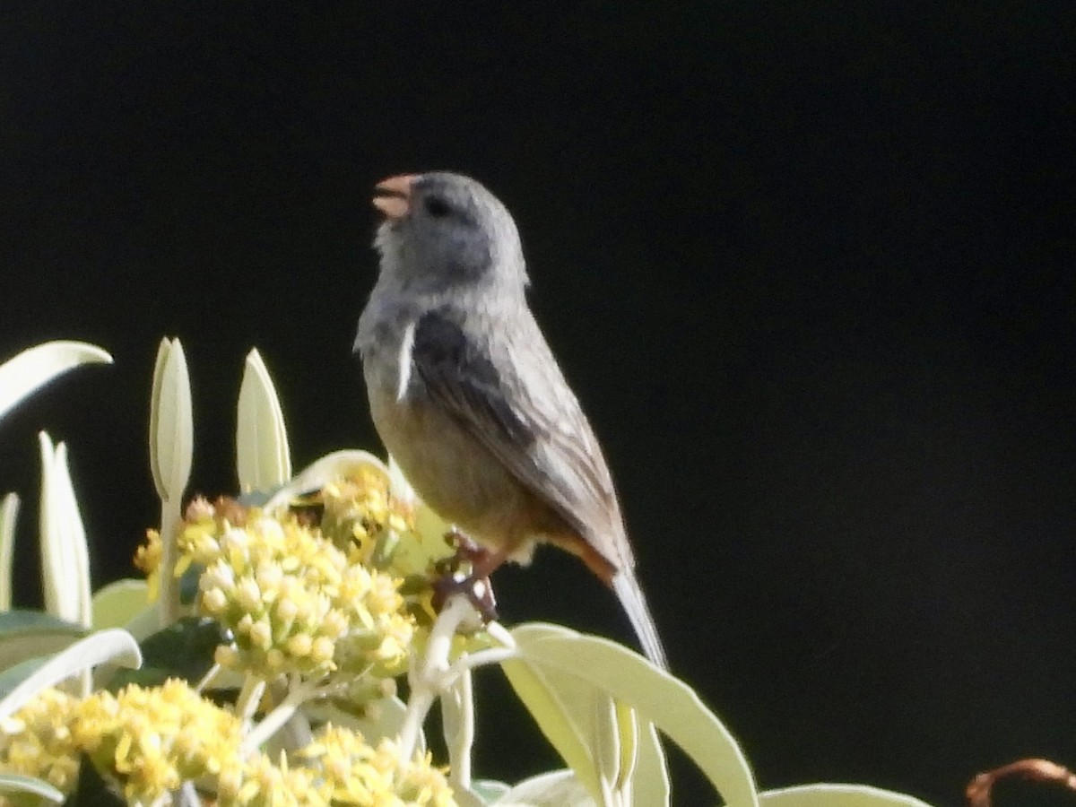 Plain-colored Seedeater - ML620698061