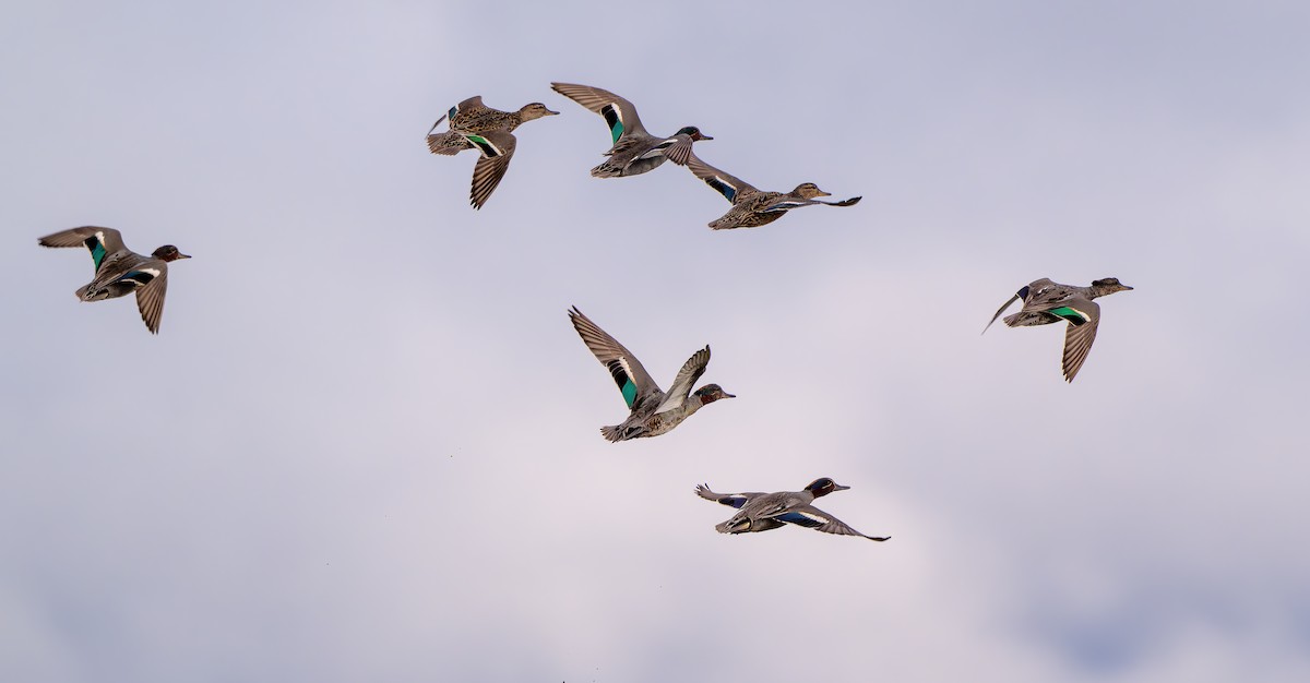 Green-winged Teal - ML620698062