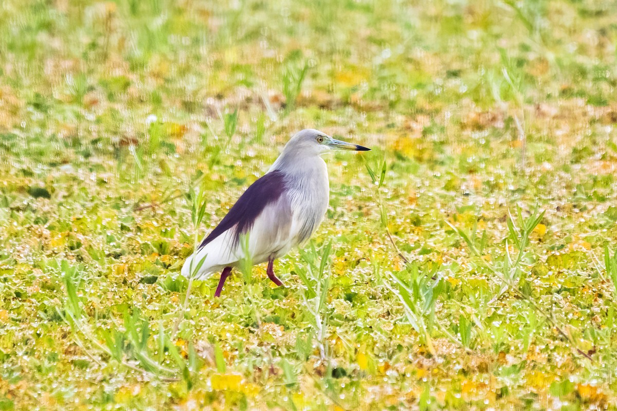Indian Pond-Heron - Ravi Jesudas