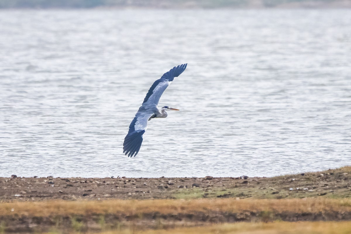 Gray Heron - ML620698089