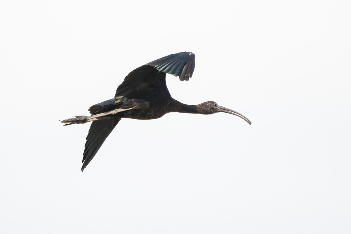 ibis hnědý - ML620698091
