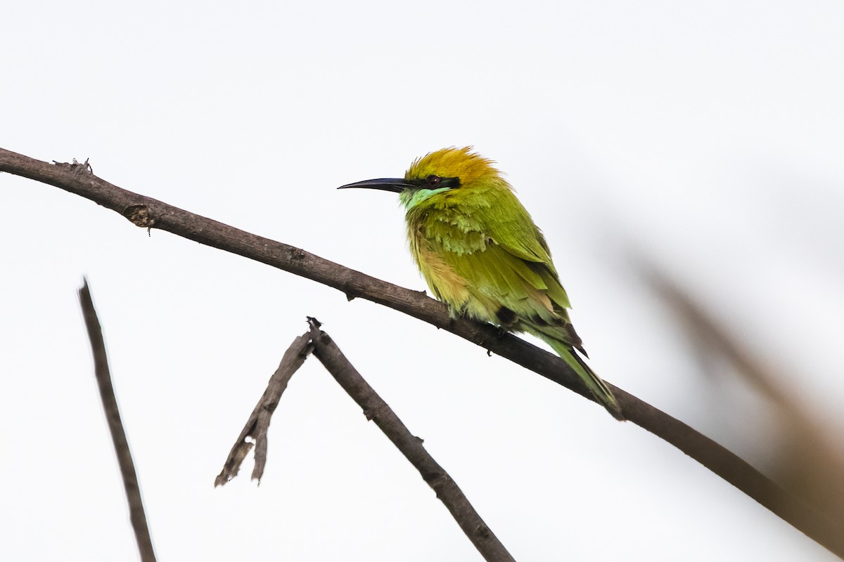 Asian Green Bee-eater - ML620698097