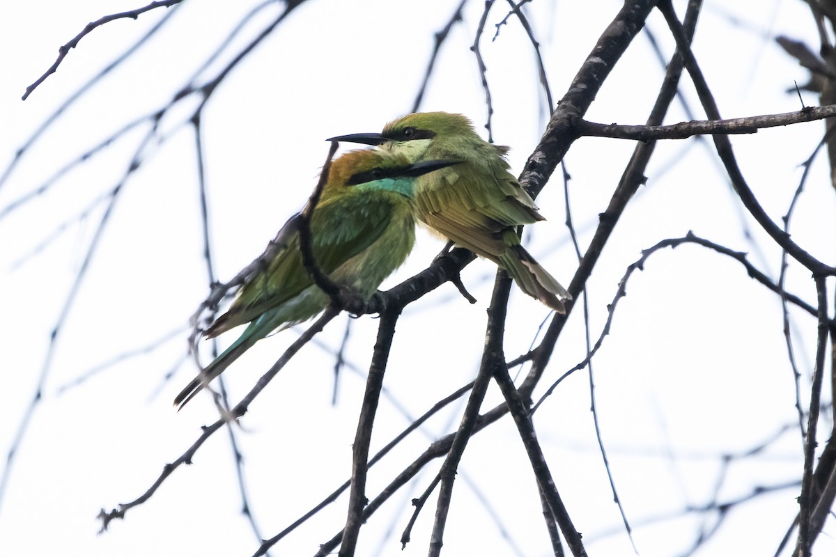 Asian Green Bee-eater - ML620698098