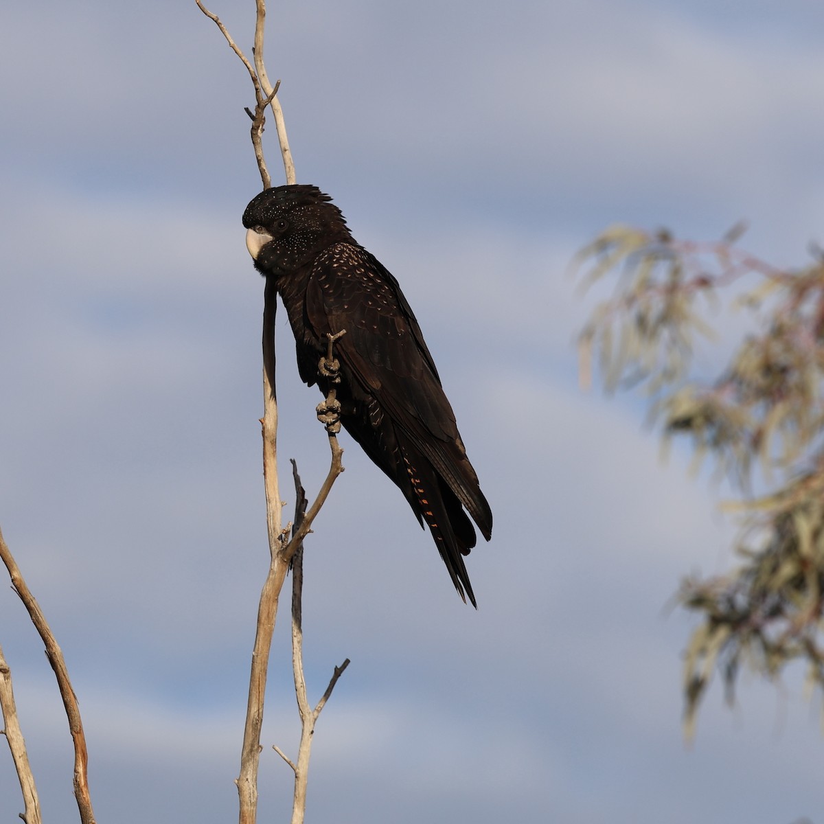 Red-tailed Black-Cockatoo - ML620698100