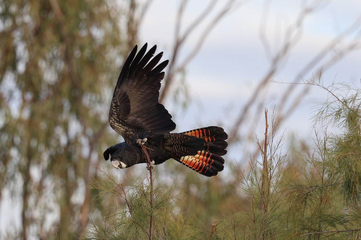 Red-tailed Black-Cockatoo - ML620698101