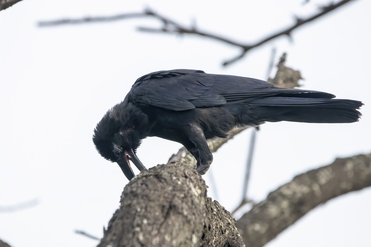 Large-billed Crow - ML620698105