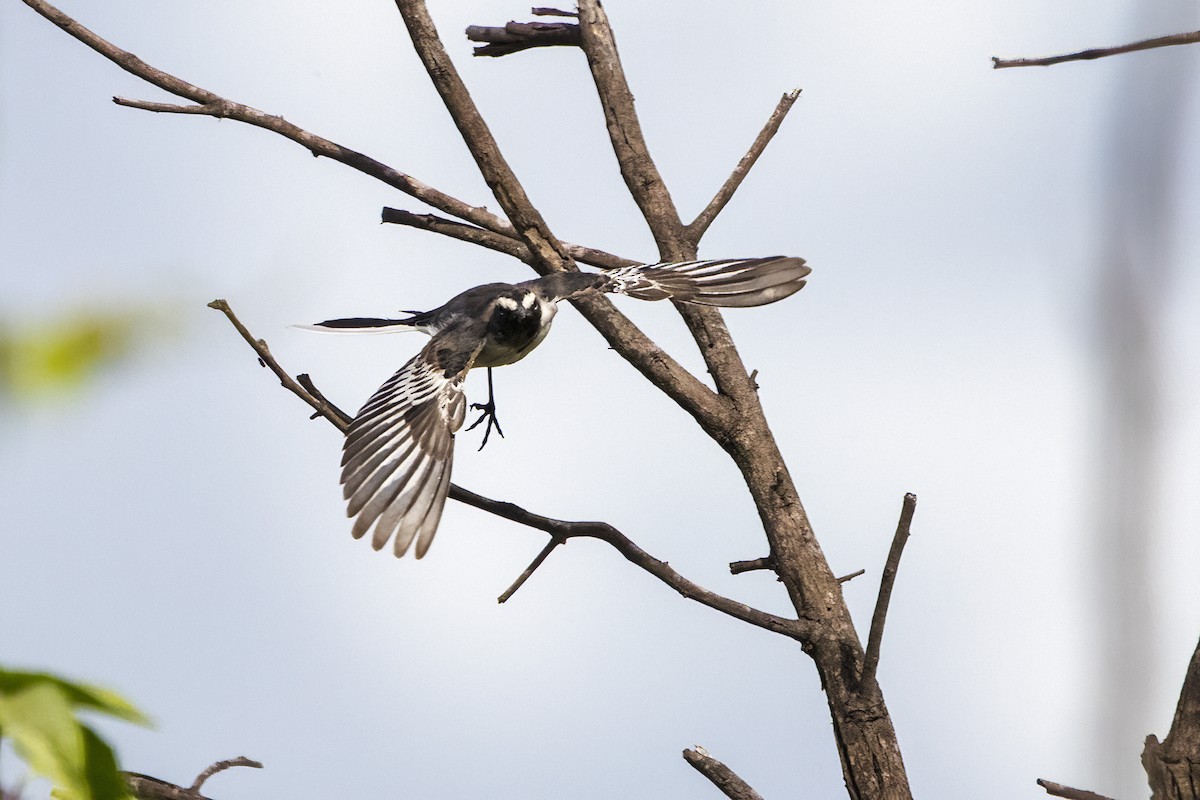 White-browed Wagtail - ML620698114