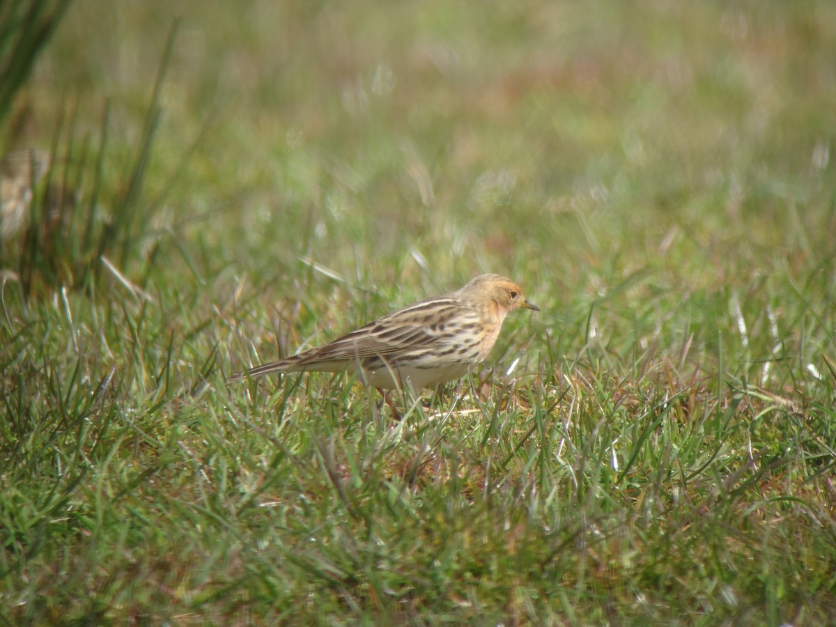 Red-throated Pipit - ML620698117
