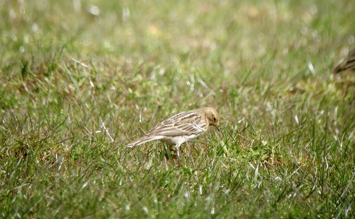 Red-throated Pipit - ML620698126