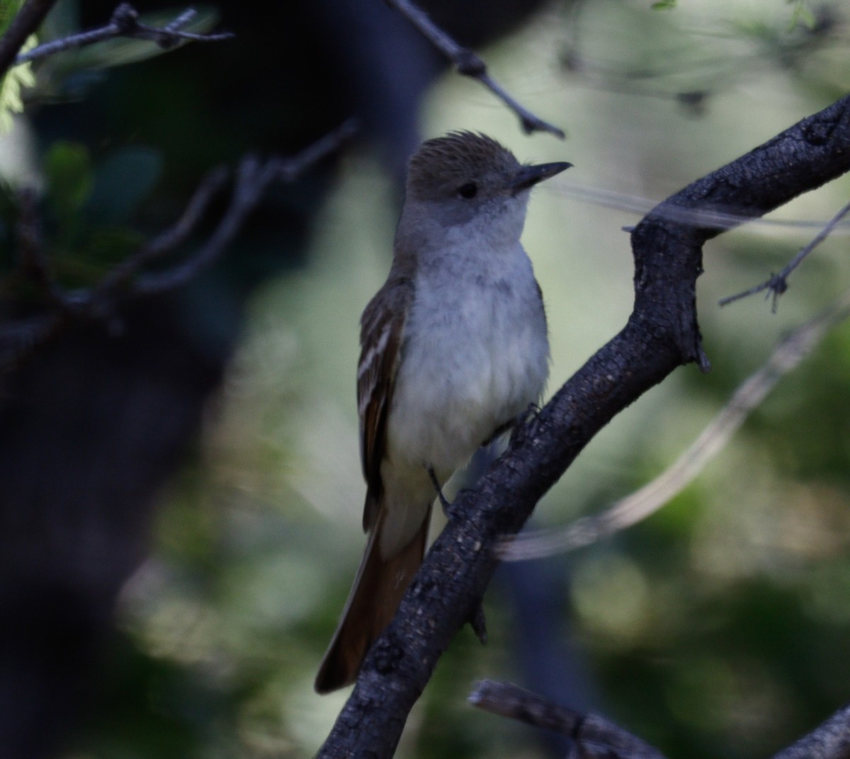 Brown-crested Flycatcher - ML620698131