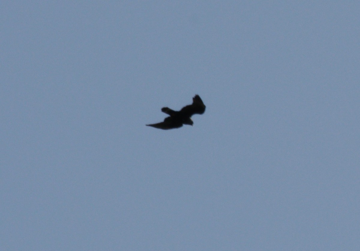 Zone-tailed Hawk - ML620698132