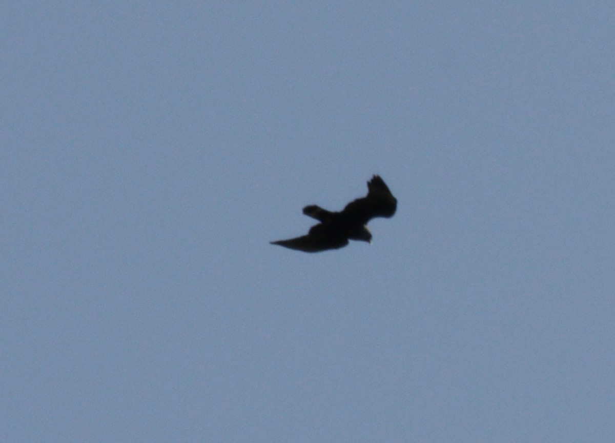 Zone-tailed Hawk - ML620698134