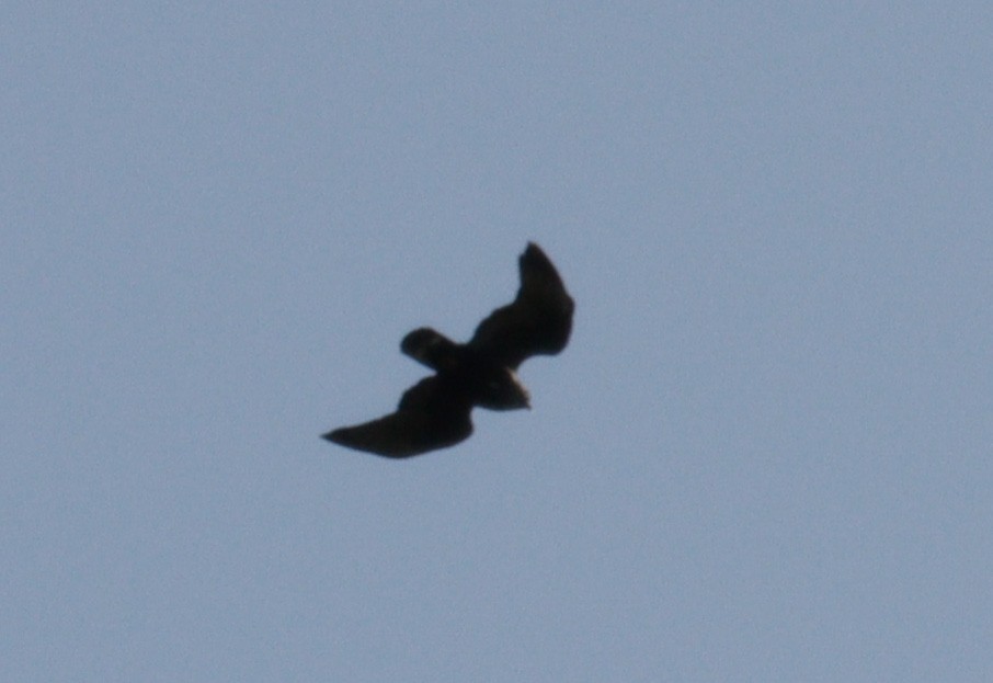 Zone-tailed Hawk - ML620698135