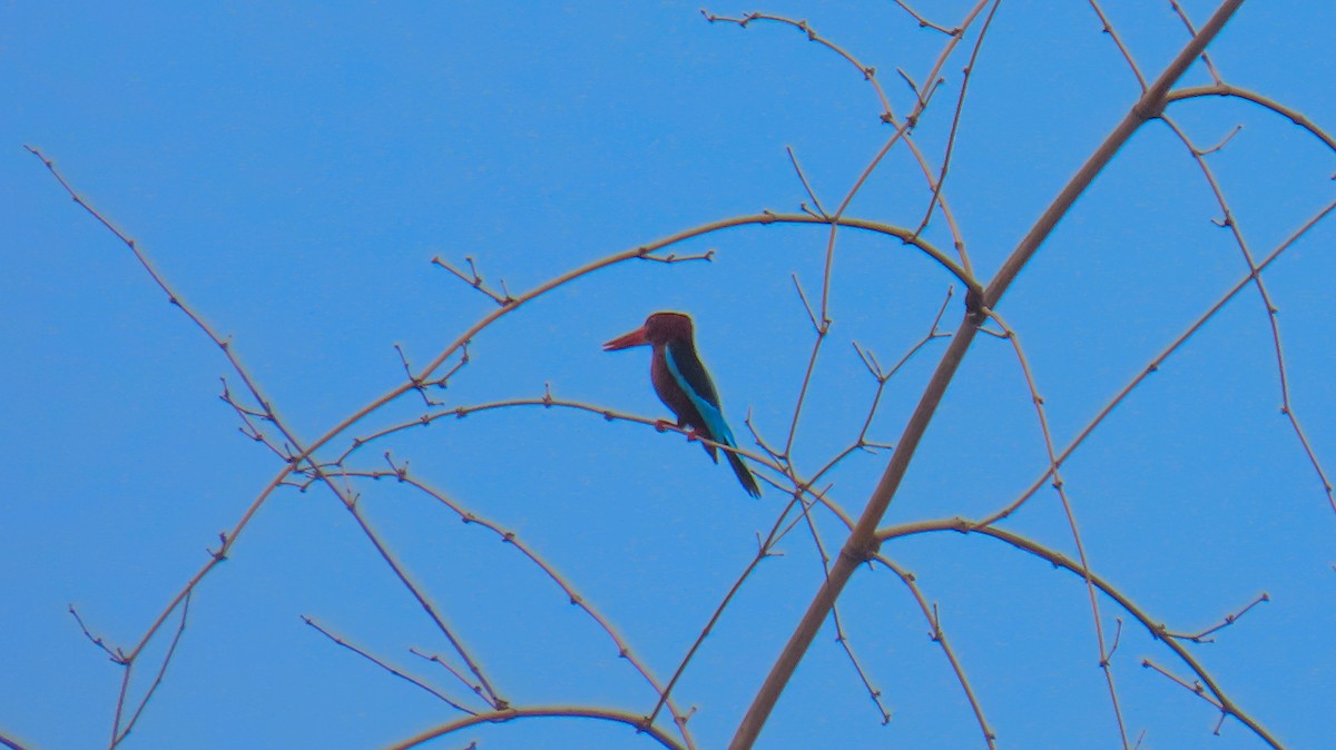 Brown-breasted Kingfisher - ML620698140