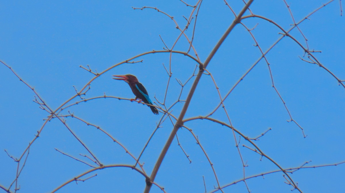 Brown-breasted Kingfisher - ML620698143