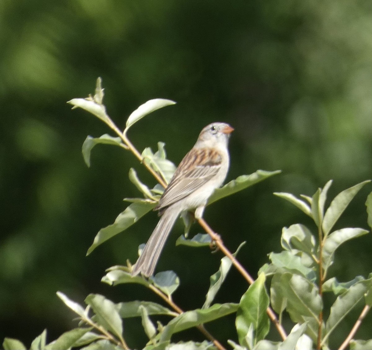 Field Sparrow - Dave  Barnes