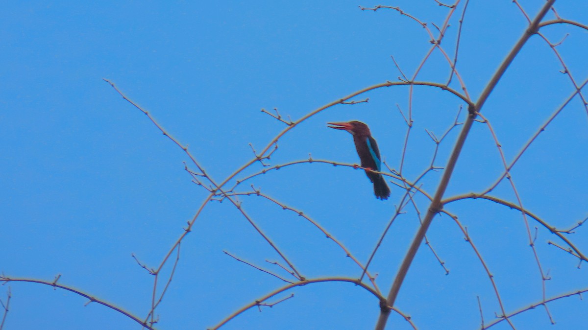 Brown-breasted Kingfisher - ML620698148
