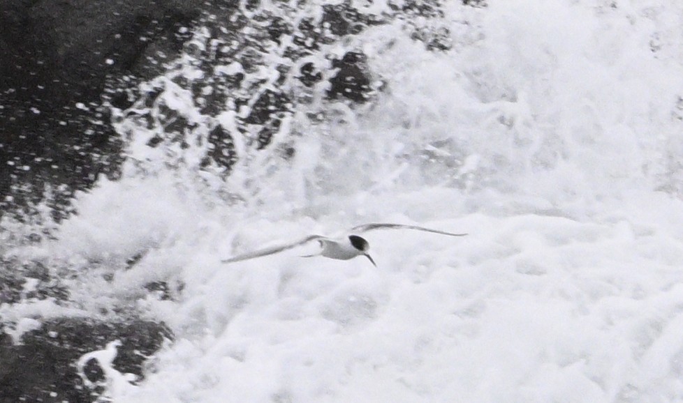 White-fronted Tern - ML620698164