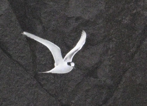 White-fronted Tern - ML620698166