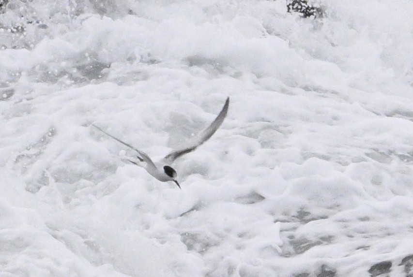 White-fronted Tern - ML620698168