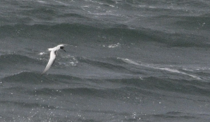 White-fronted Tern - ML620698169