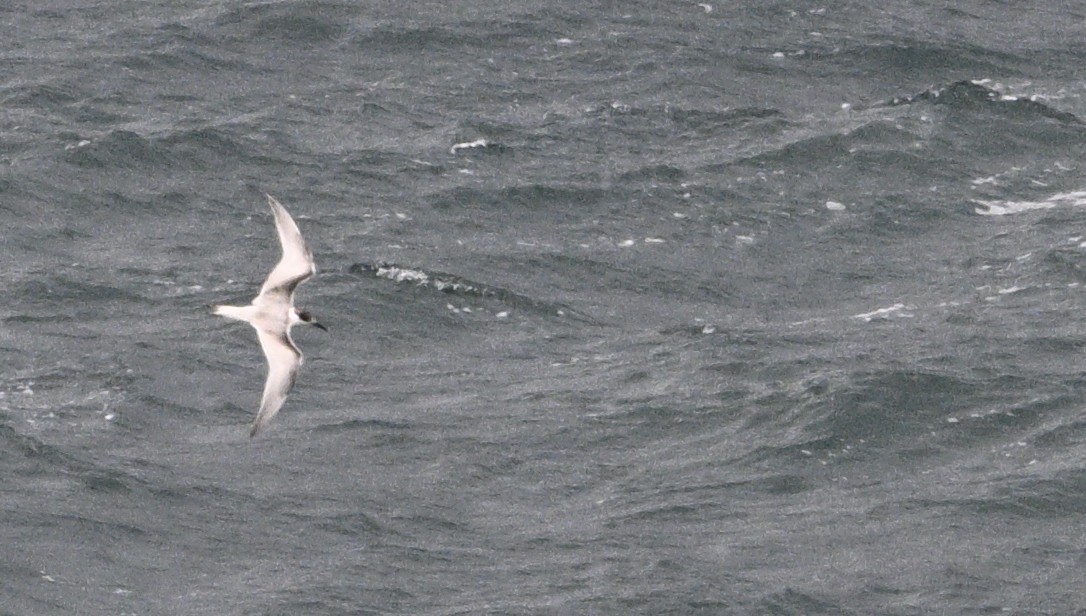 White-fronted Tern - ML620698171