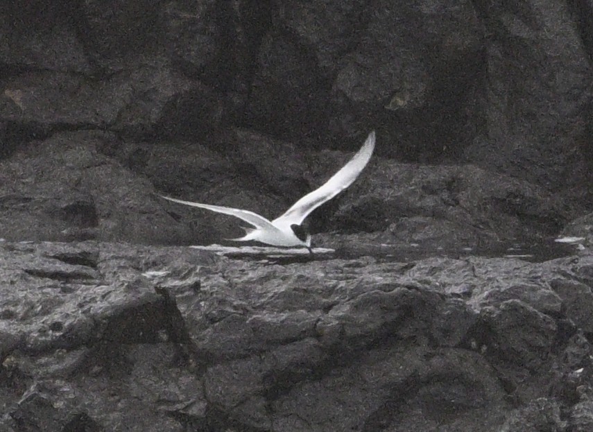 White-fronted Tern - ML620698172