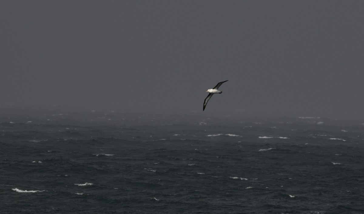 Albatros à sourcils noirs (melanophris) - ML620698177