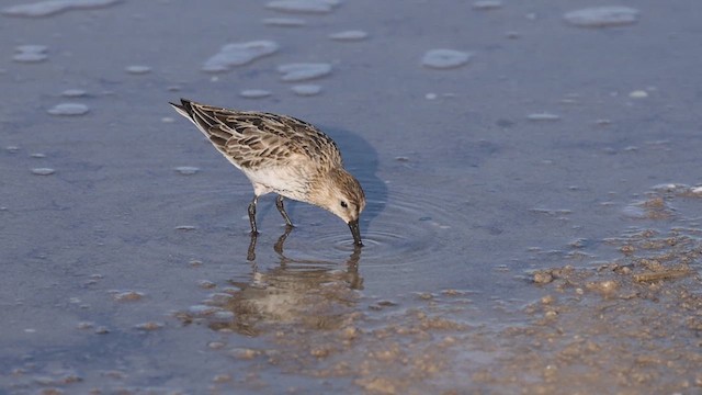 Dunlin - ML620698184