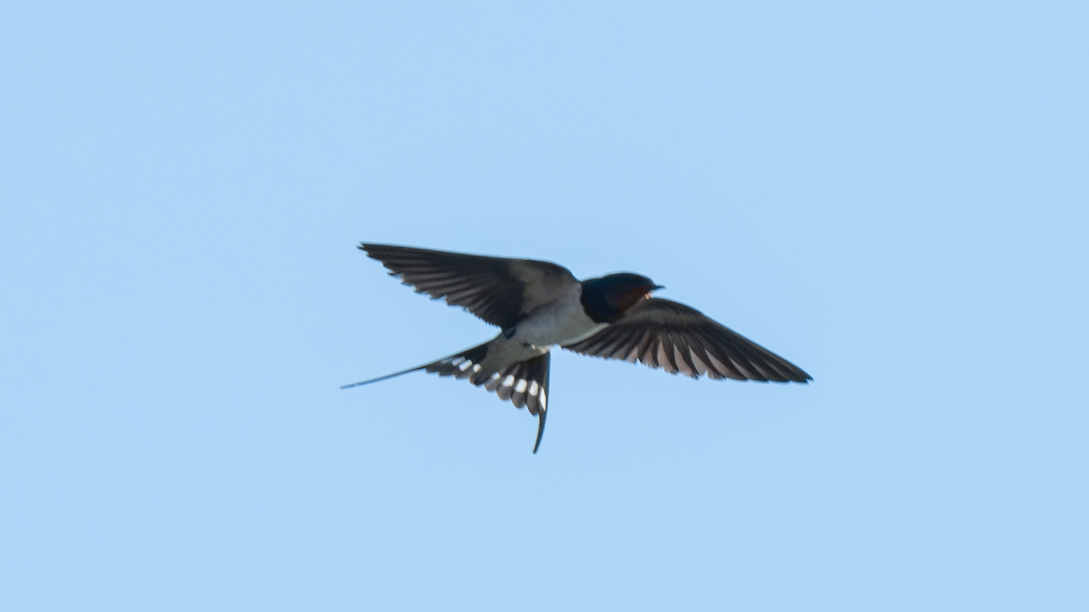 Barn Swallow - Xinsheng Wei