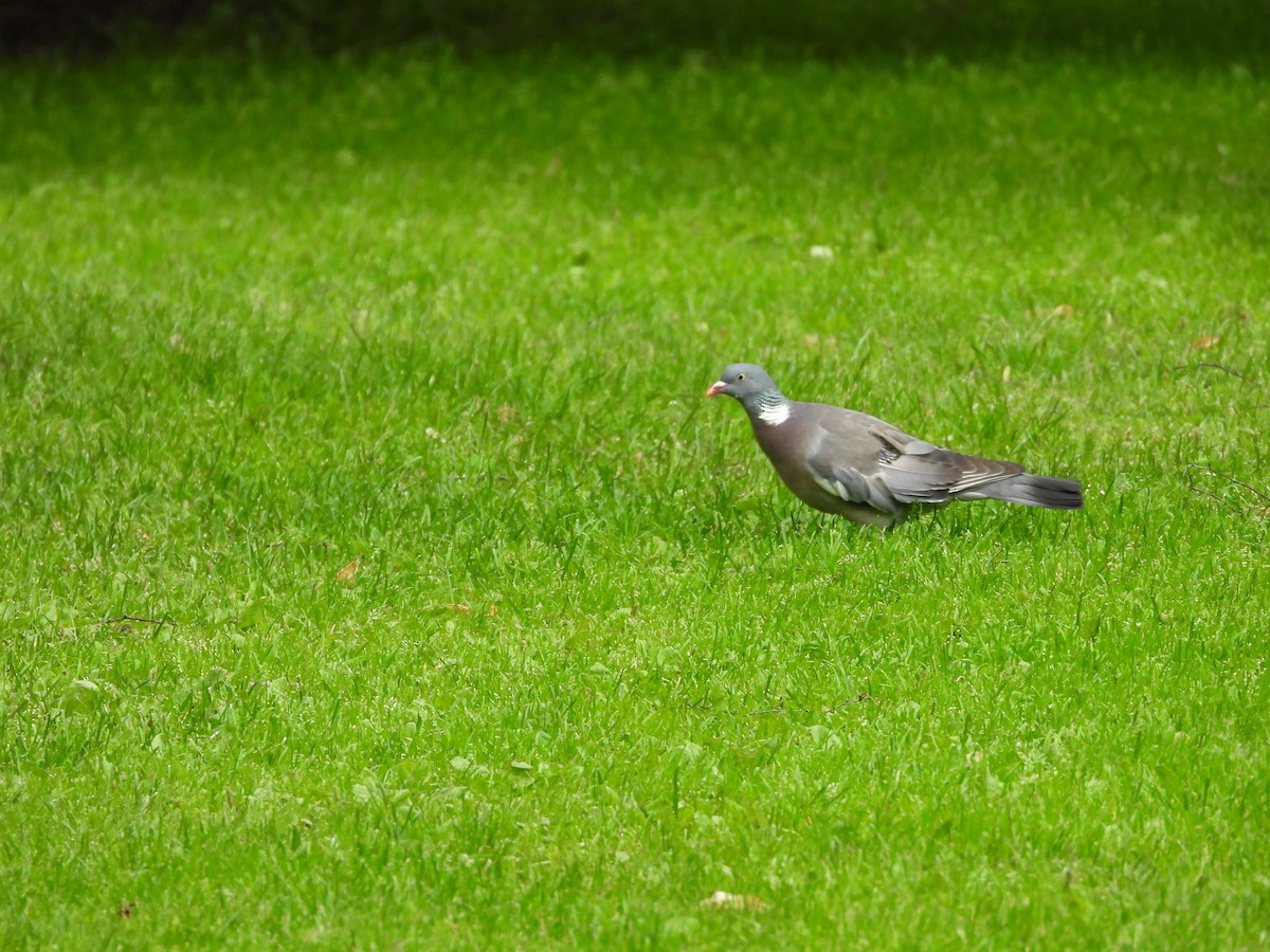Common Wood-Pigeon - ML620698202