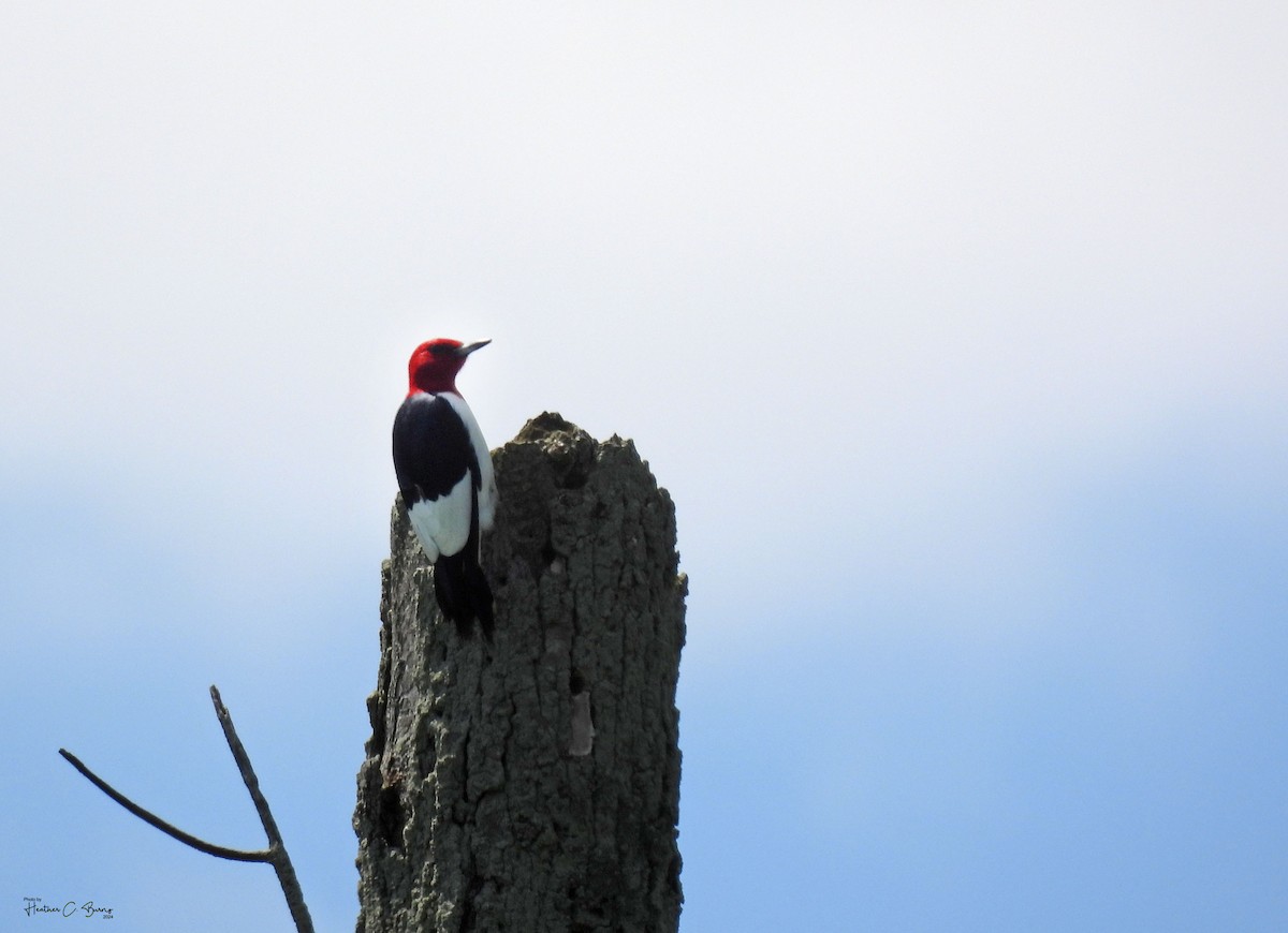 Red-headed Woodpecker - ML620698220