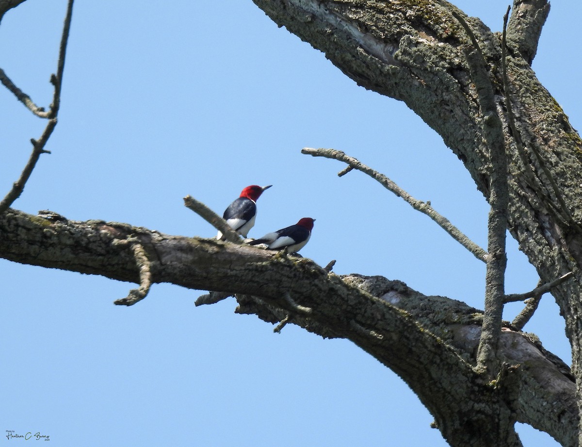 Red-headed Woodpecker - ML620698222