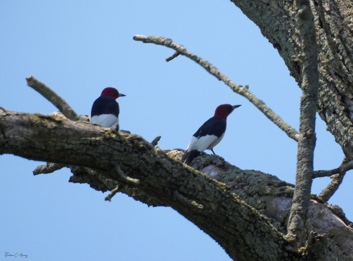 Red-headed Woodpecker - ML620698223