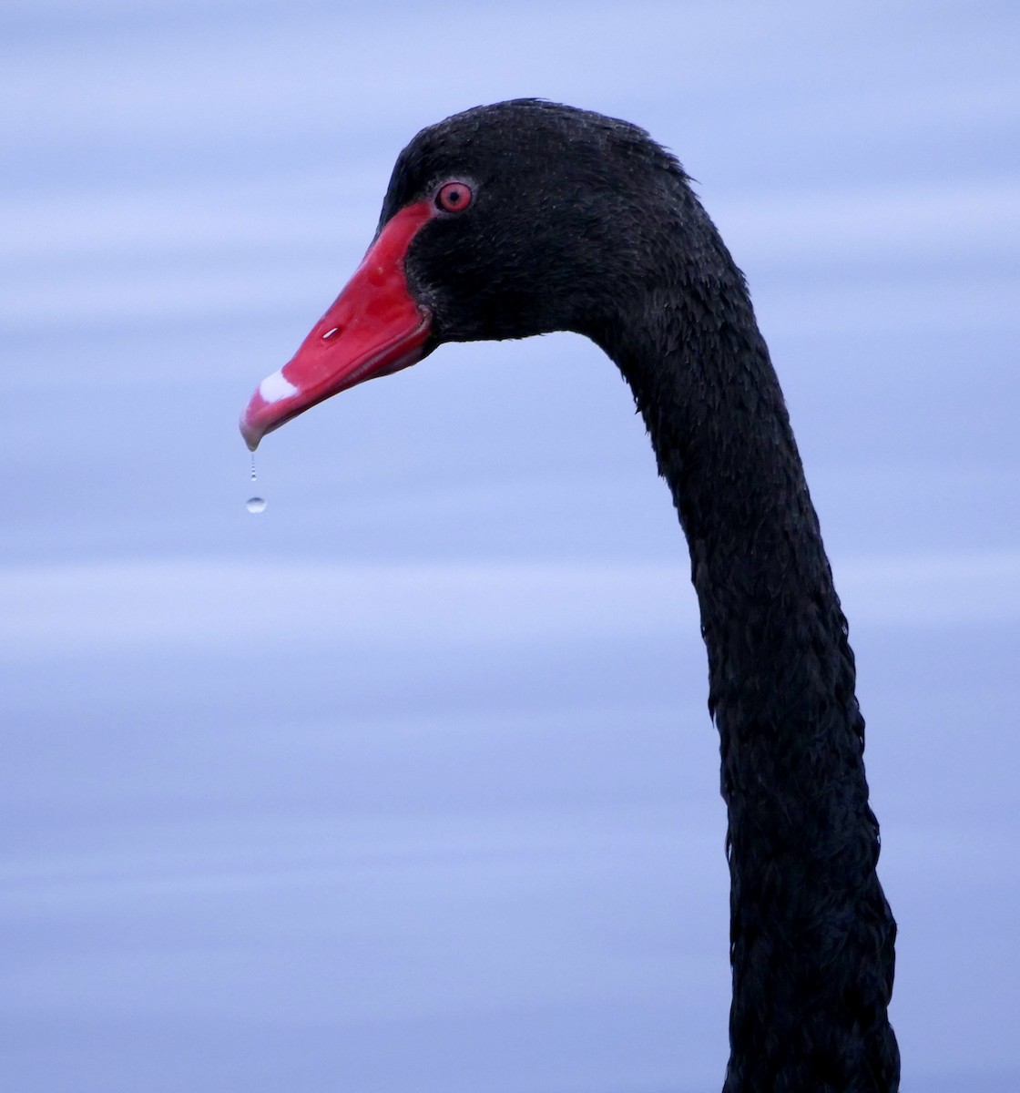 Black Swan - ML620698264