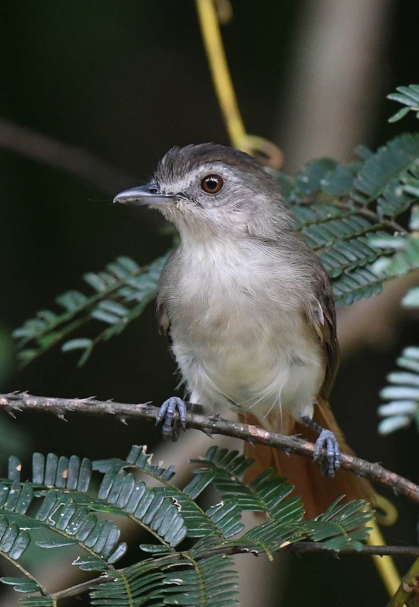 Sooty-capped Babbler - ML620698306