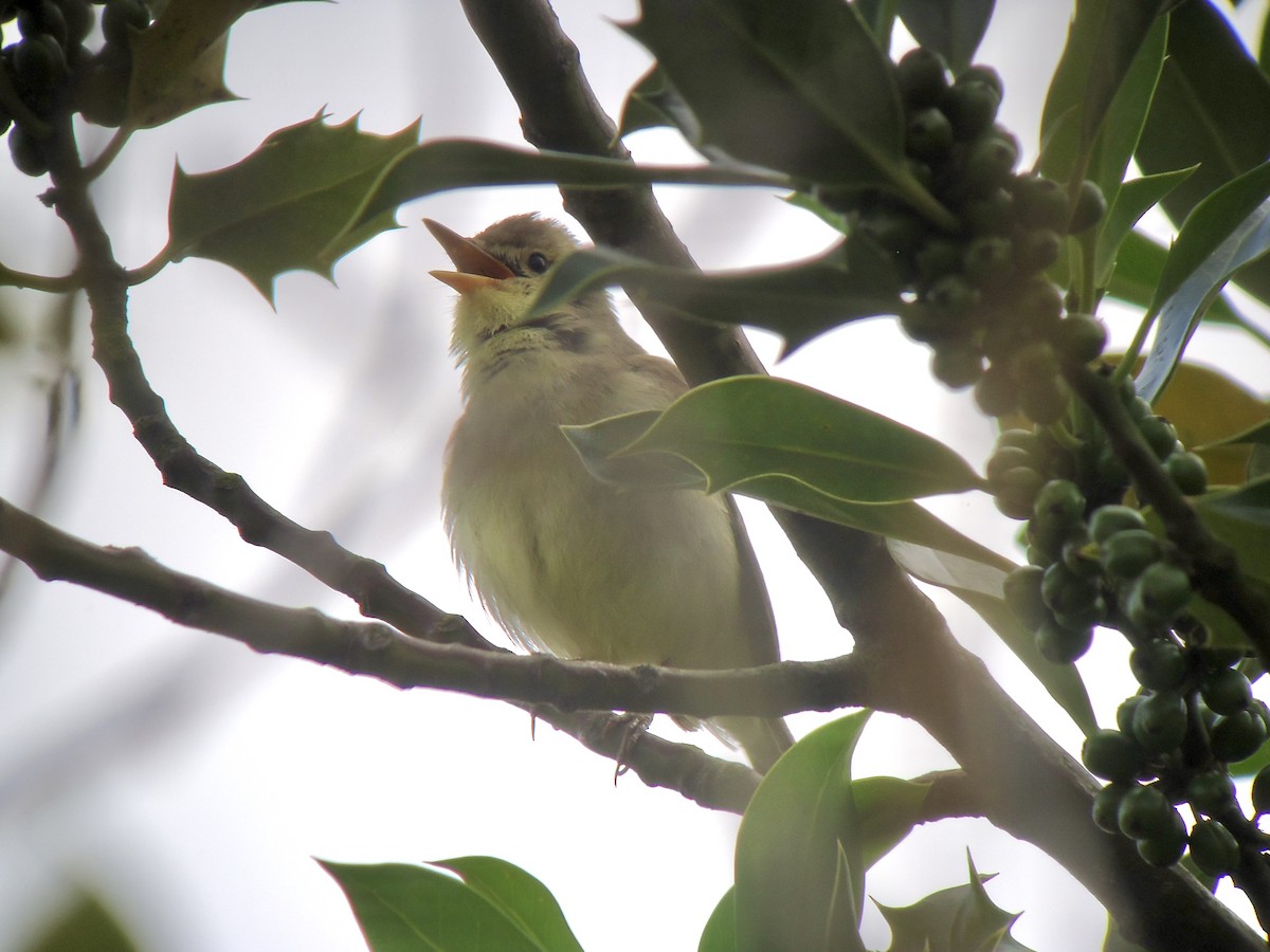 Melodious Warbler - ML620698310
