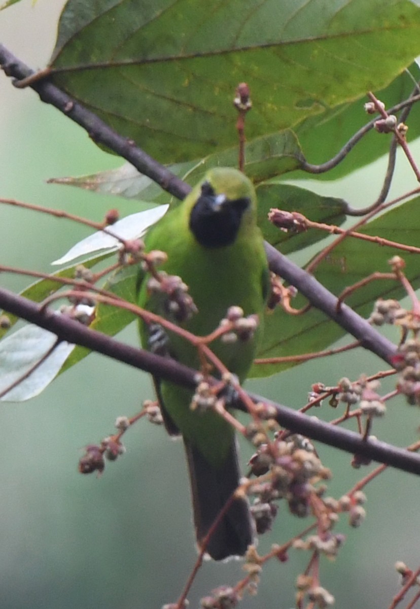 Lesser Green Leafbird - ML620698311