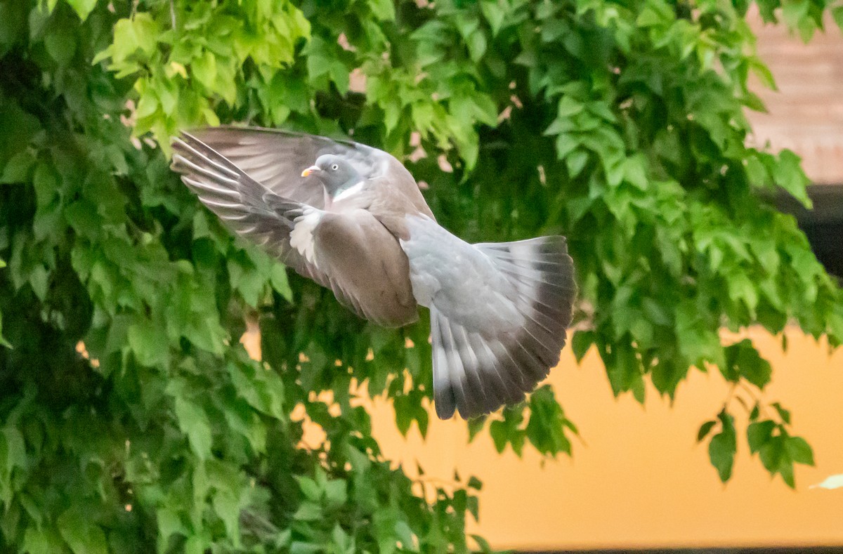 Common Wood-Pigeon - ML620698323