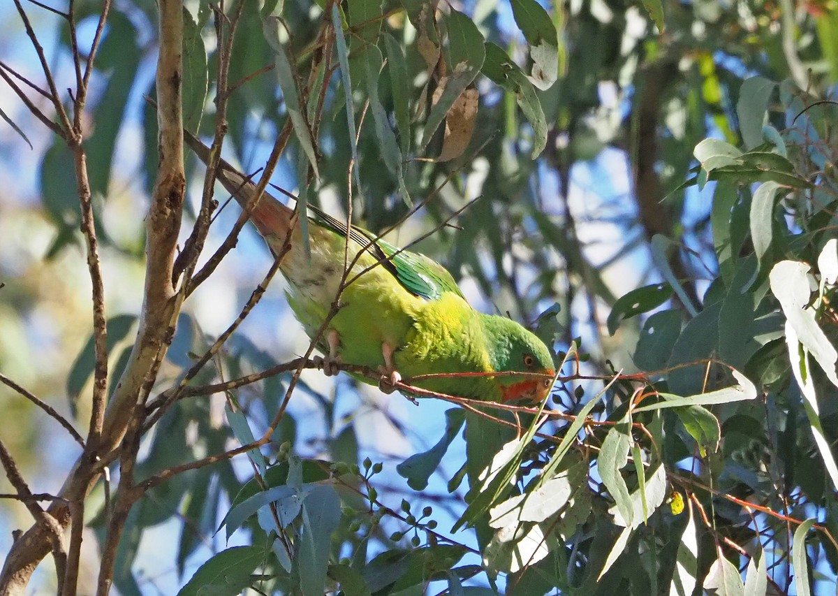 Swift Parrot - ML620698329