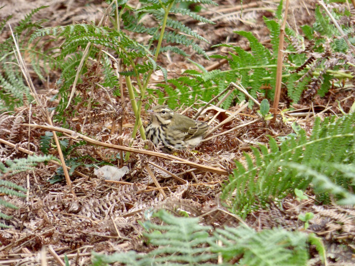 Olive-backed Pipit - ML620698391