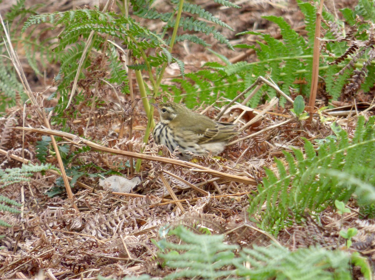 Olive-backed Pipit - ML620698392