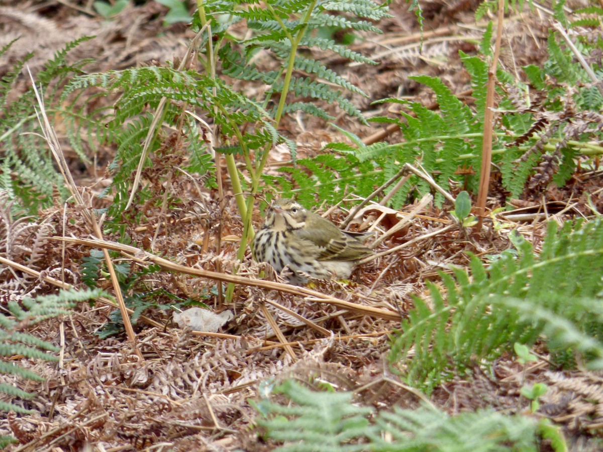 Olive-backed Pipit - ML620698394