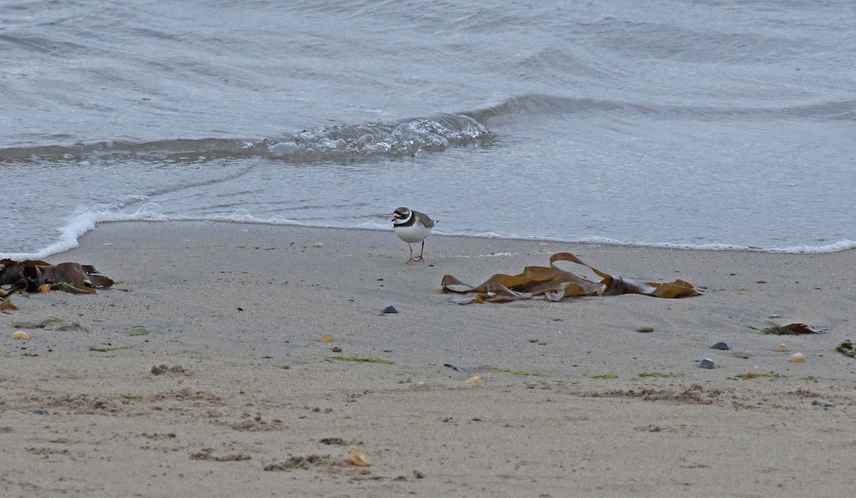 Common Ringed Plover - ML620698404